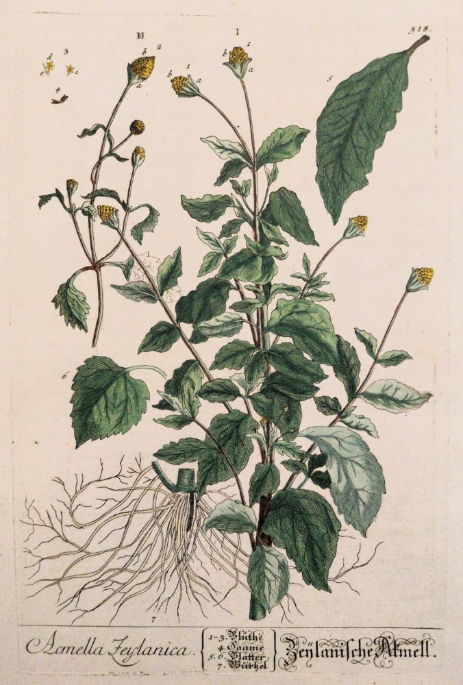 Tavola botanica storica raffigurante Acmella