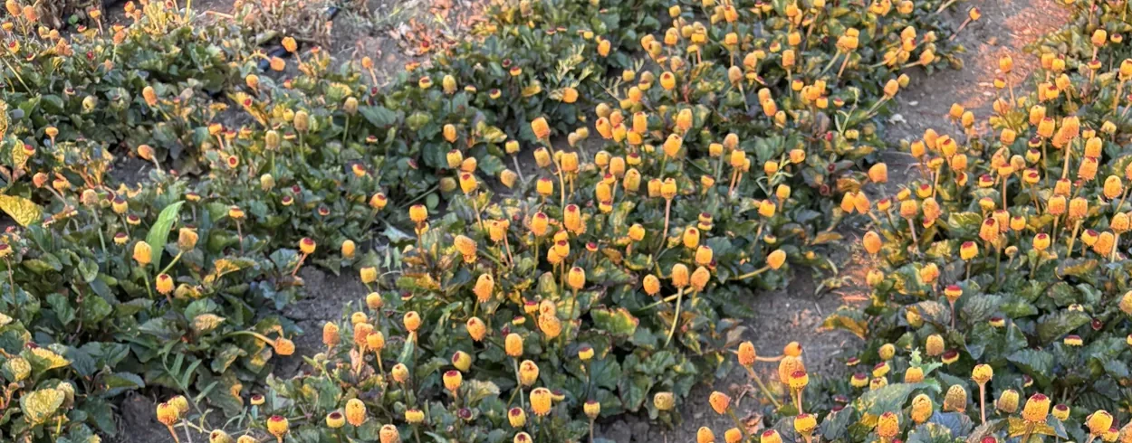Campo di Acmella oleracea in fioritura
