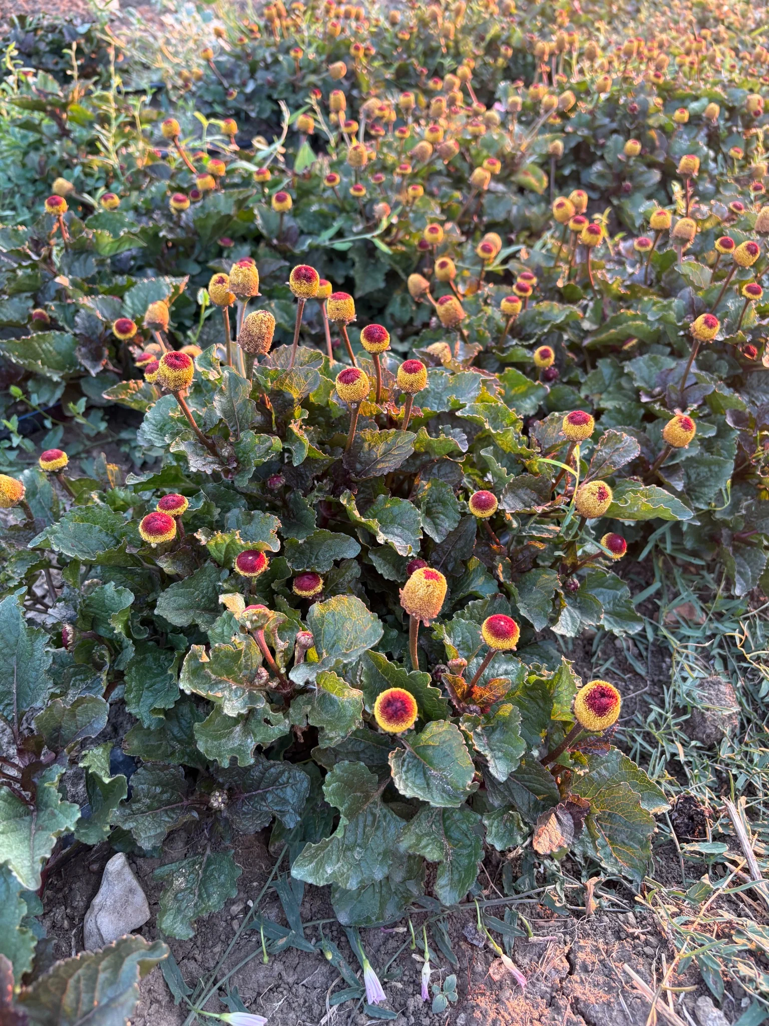 Capolini di Acmella oleracea in coltivazione